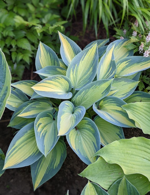 Hosta tardiana 'June'  (Hartlelie)