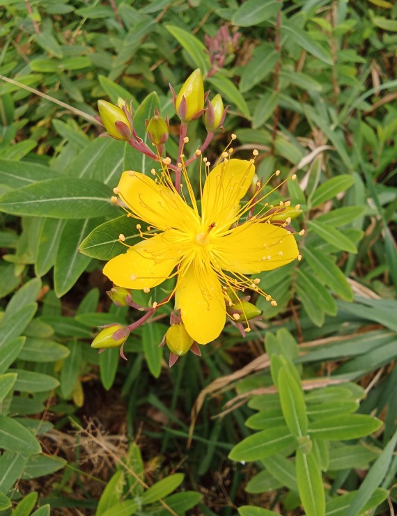 Hypericum calycinum (Hertshooi)