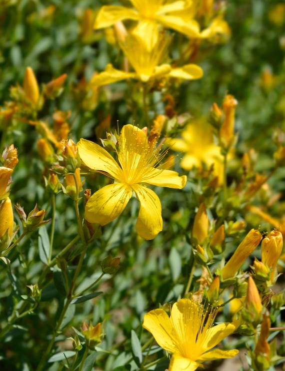 Hypericum olympicum (= H.polyphyllum) (Hertshooi)