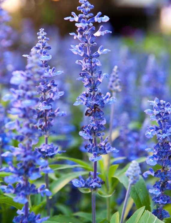 Hyssopus officinalis (Hyssop) Hyssopus officinalis (Hyssop)