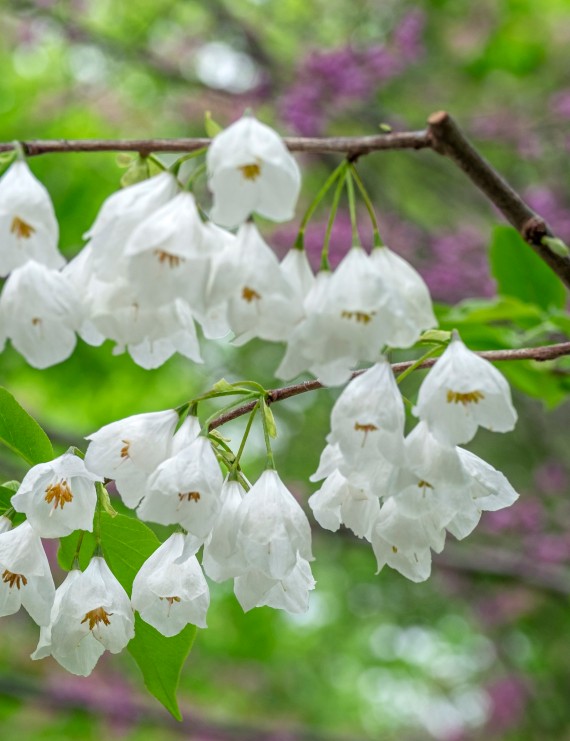 Halesia carolina (Sneeuwklokjesboom)