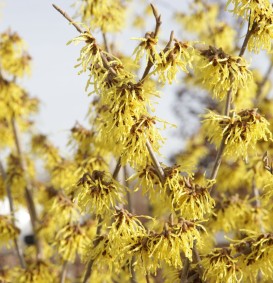 Hamamelis intermedia 'Arnold Promise' (Toverhazelaar)