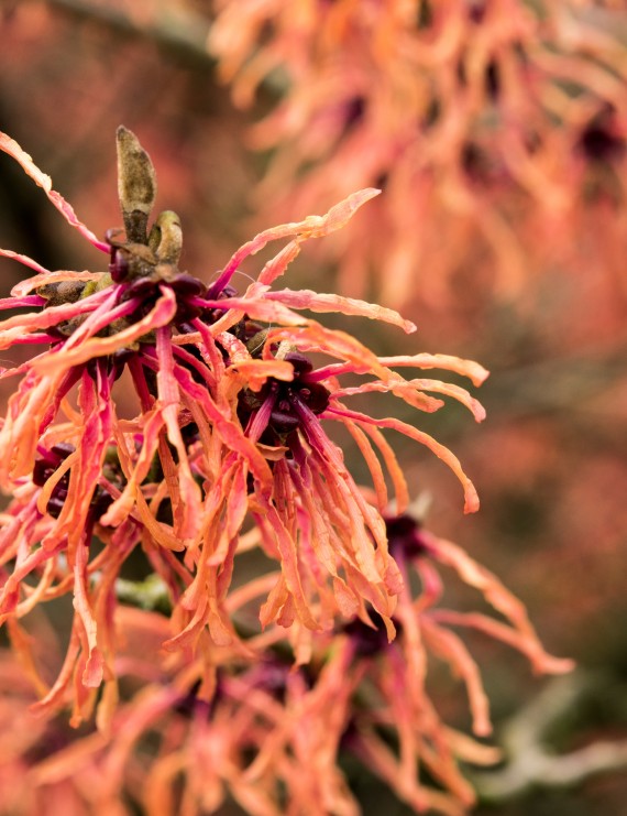 Hamamelis intermedia 'Feuerzauber' (Toverhazelaar)