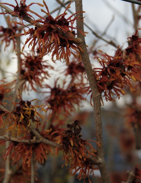 Hamamelis intermedia 'Jelena' (Toverhazelaar)