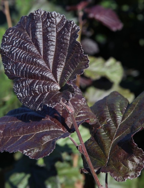 Hazelnoot - rood (Corylus maxima 'Purpurea)