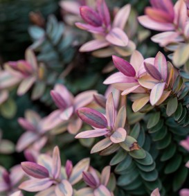 Hebe 'Red Edge' (Struikveronica) Hebe 'Red Edge' (Struikveronica)
