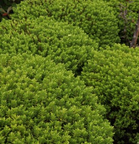 Hebe ochracea (= Hebe armstrongii) (Struikveronica) Hebe ochracea (= Hebe armstrongii) (Struikveronica)