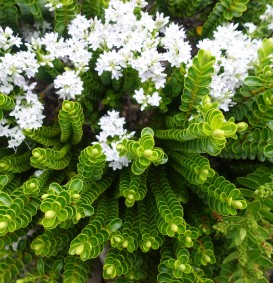 Hebe odora 'New Zeeland' (Struikveronica) Hebe odora 'New Zeeland' (Struikveronica)