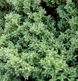 Hebe topiaria (Struikveronica) Hebe topiaria (Struikveronica)