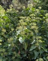 Hedera colchica 'Arborescens' (Struikklimop)