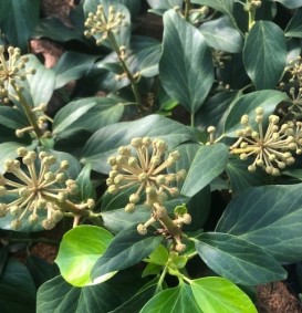 Hedera colchica 'Arborescens' (Struikklimop)