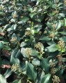 Hedera colchica 'Arborescens' (Struikklimop)
