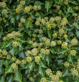 Hedera hibernica 'Arborescens' (Struikklimop)