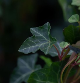 Hedera hibernica (Grootbladige klimop)