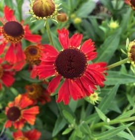 Helenium 'Moerheim Beauty' (Zonnekruid)