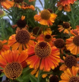 Helenium Short'n Sassy (Zonnekruid)