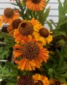 Helenium Short'n Sassy (Zonnekruid)