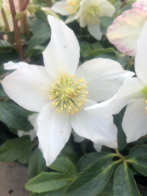 Helleborus niger (Kerstroos)