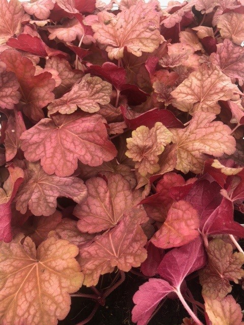 Heuchera 'Berry Smoothie'® (Purperklokje) Heuchera 'Berry Smoothie'® (Purperklokje)