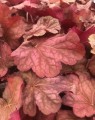 Heuchera 'Berry Smoothie'® (Purperklokje) Heuchera 'Berry Smoothie'® (Purperklokje)