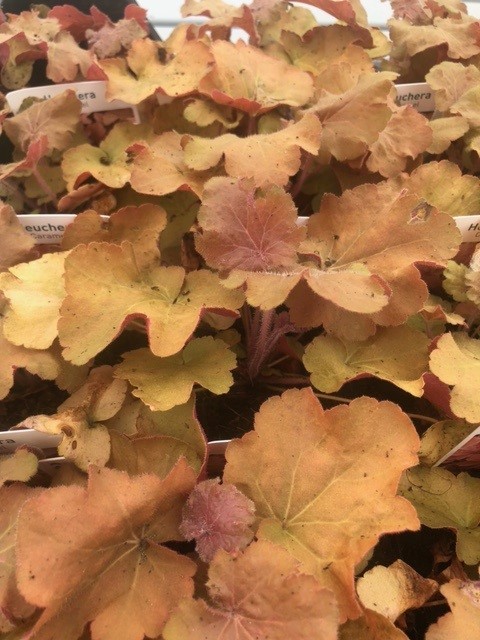 Heuchera 'Caramel' (Purperklokje) Heuchera 'Caramel' (Purperklokje)