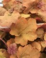 Heuchera 'Caramel' (Purperklokje) Heuchera 'Caramel' (Purperklokje)