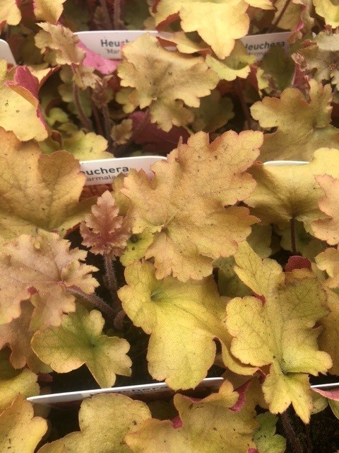 Heuchera 'Marmalade' (Purperklokje) Heuchera 'Marmalade' (Purperklokje)