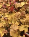 Heuchera 'Marmalade' (Purperklokje) Heuchera 'Marmalade' (Purperklokje)