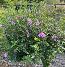 Hibiscus syriacus 'Ardens' (Septemberroos of Altheastruik)