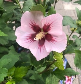 Hibiscus syriacus 'Hamabo' op stam (Septemberroos)