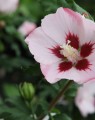 Hibiscus syriacus 'Hamabo' op stam (Septemberroos)