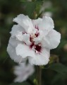 Hibiscus syriacus 'Lady Stanley' op stam (Septemberroos)