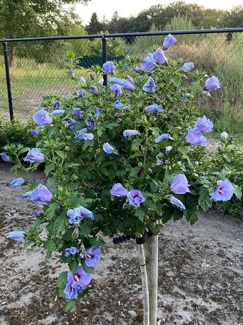 Hibiscus syriacus 'Oiseau Bleu' op stam (Septemberroos of Altheastruik)