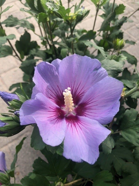 Hibiscus syriacus 'Oiseau Bleu' (Septemberroos of Altheastruik)