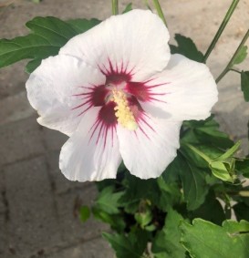 Hibiscus syriacus 'Red Heart' (Septemberroos of Altheastruik)