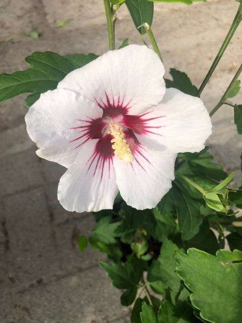 Hibiscus syriacus 'Red Heart' op stam (Septemberroos)