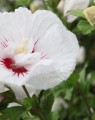 Hibiscus syriacus 'Red Heart' op stam (Septemberroos)