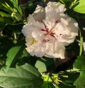 Hibiscus syriacus 'Speciosus' (Septemberroos of Altheastruik)