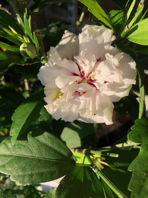 Hibiscus syriacus 'Speciosus' (Septemberroos of Altheastruik)