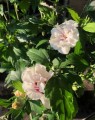 Hibiscus syriacus 'Speciosus' (Septemberroos of Altheastruik)