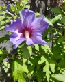 Hibiscus syriacus 'Oiseau Bleu' (Septemberroos of Altheastruik)