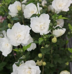 Hibiscus syriacus 'Totus Albus' (Septemberroos of Altheastruik)