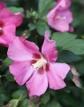 Hibiscus syricacus 'Woodbridge' op stam (Septemberroos)