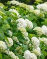 Hydrangea arborescens 'Annabelle' (Hortensia - Waterstruik)