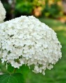 Hydrangea arborescens 'Annabelle' (Hortensia - Waterstruik)