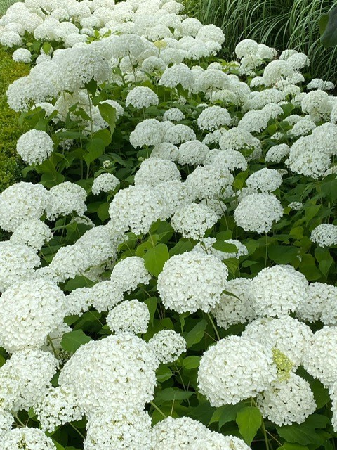 Hydrangea arborescens 'Annabelle' (Hortensia - Waterstruik)