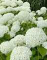 Hydrangea arborescens 'Annabelle' (Hortensia - Waterstruik)