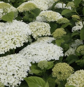 Hydrangea arborescens 'Incrediball' (= Strong Annabelle) (Hortensia)