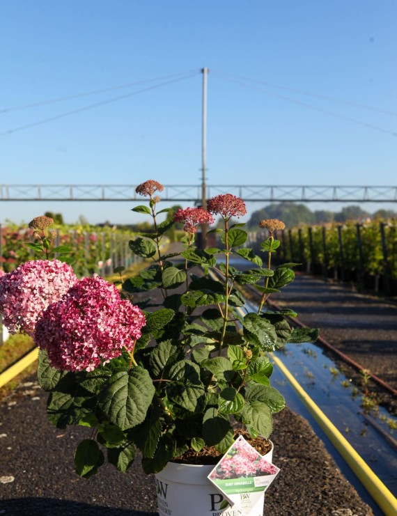 Hydrangea arborescens 'Invincibelle' (= Pink Annabelle) (Hortensia)