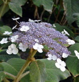 Hydrangea aspera 'Macrophylla' (= sargentiana) (Hortensia - Waterstruik)